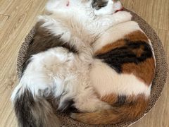 -汪喵宠物医院·骨科心脏影像·犬猫急重症ICU诊疗中心(成华分院)