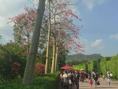 -东南花都花博园