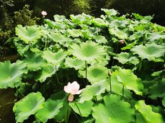 -成都杜甫草堂博物馆