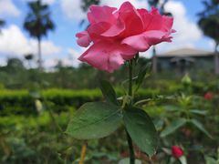 -亚龙湾国际玫瑰谷