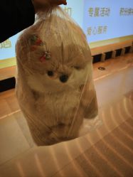 点击看大图 -TeddyTales莉娜熊(国贸店)