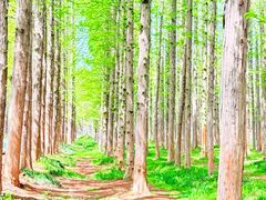 -日照海滨国家森林公园
