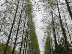 -昆山城市生态森林公园