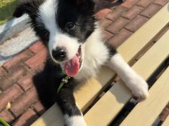 -翊宠yipet猫狗购宠庄园犬舍•猫舍