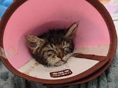 -瑞派动物医院·猫专科·至诚(江南中分院)