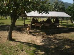 -西安秦岭野生动物园