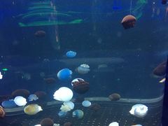 -芜湖新华联大白鲸海洋公园