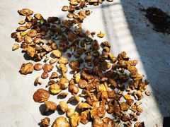 -北京龙庆四季香农家饭庄·灶台鱼·碳烤虹鳟鱼(龙庆峡店)