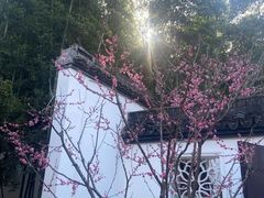 -上海醉白池公园