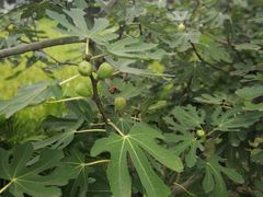 -洪湖家庭农场·团建·露营·会议