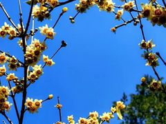 -国家植物园南园