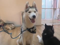 -Husky Go! 哈士奇体验馆·宠物咖啡厅狗咖