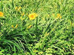-黑龙江省森林植物园