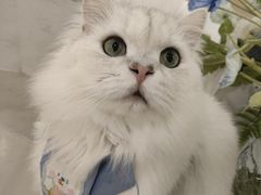 -共舞时光猫咖·狗咖(新街口店)