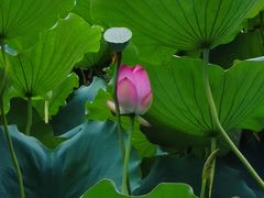 -荔湾湖公园