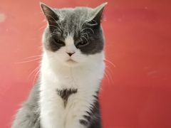 -猫色咖啡·猫咖