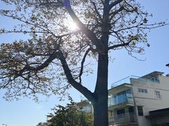 -大澳