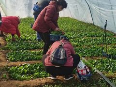 -百果山乐享果玩
