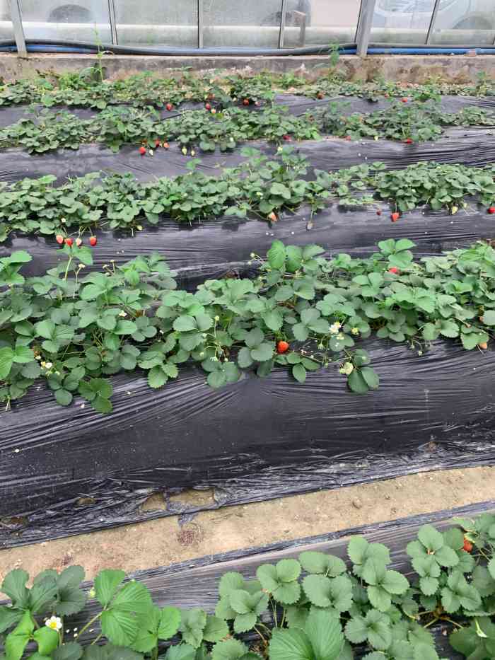 三圣乡高架草莓采摘园图片