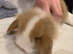 -浣熊柯尔鸭土拨鼠·电玩咖