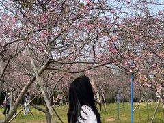 -天适樱花悠乐园