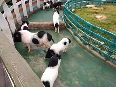-灵玲国际马戏城