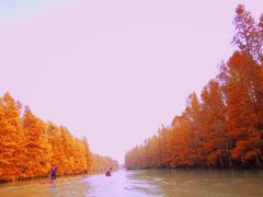 -上海海湾国家森林公园