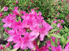 -杭州半山国家森林公园