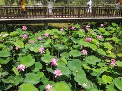 -羊亭河湿地公园