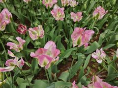 -洛阳郁金香牡丹园