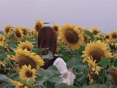 -映月湖中央公园