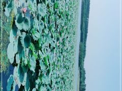 -丁香湖公园