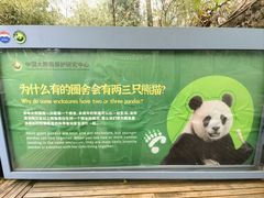 -都江堰中华大熊猫苑