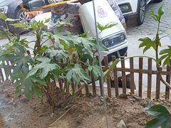 -黄山老妈·土菜(碧桂园店)