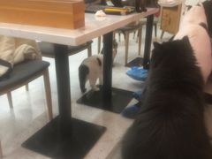 -喵园·猫主题咖啡厅·撸猫·猫咖(国贸店)