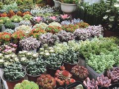 -秦美花卉(天朗·莱茵小城2期店)