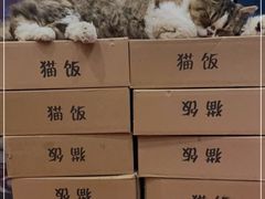 -猫小院猫主题咖啡厅(北锣店)