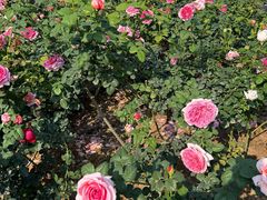 -人民公园(罗湖区)