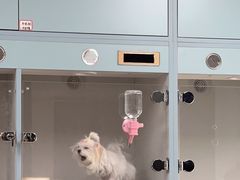-萌宠之家·腊肠犬·马尔泰·小体犬舍