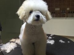 -Oh My Dog宠物沙龙(伊珊娜皮毛护理店)