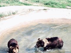 -青藏高原野生动物园