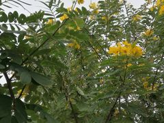 -小洲村