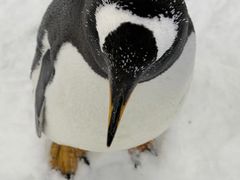 -广州热雪奇迹