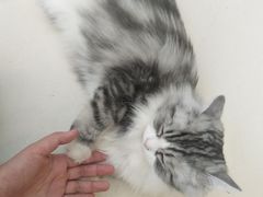 -飞行喵MR PILOT|猫舍·猫咖(静安大融城店)