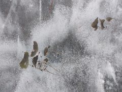 -丁香湖公园