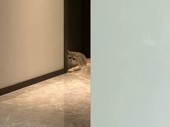 -欣宠猫屋·矮脚拿破仑·蓝金金渐层