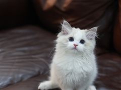 -小猫来了·猫舍(红山六九七九店)