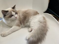 -飞行喵MR PILOT|猫舍·猫咖(静安大融城店)