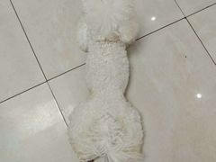-翊宠yipet猫狗购宠庄园
