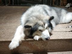 -more than meow吴止猫主题餐厅(承德 中船汇店)